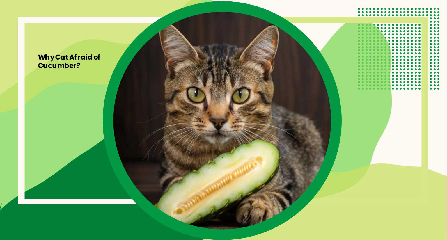 Why Cat Afraid of Cucumber?