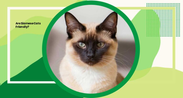 Are Siamese Cats Friendly? Discover the Truth About Their Temperament 2024