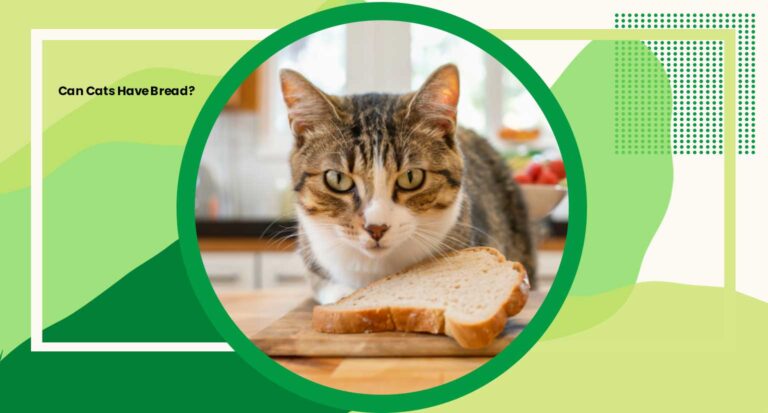 Can Cats Have Bread? 3 Important Things You Need to Know