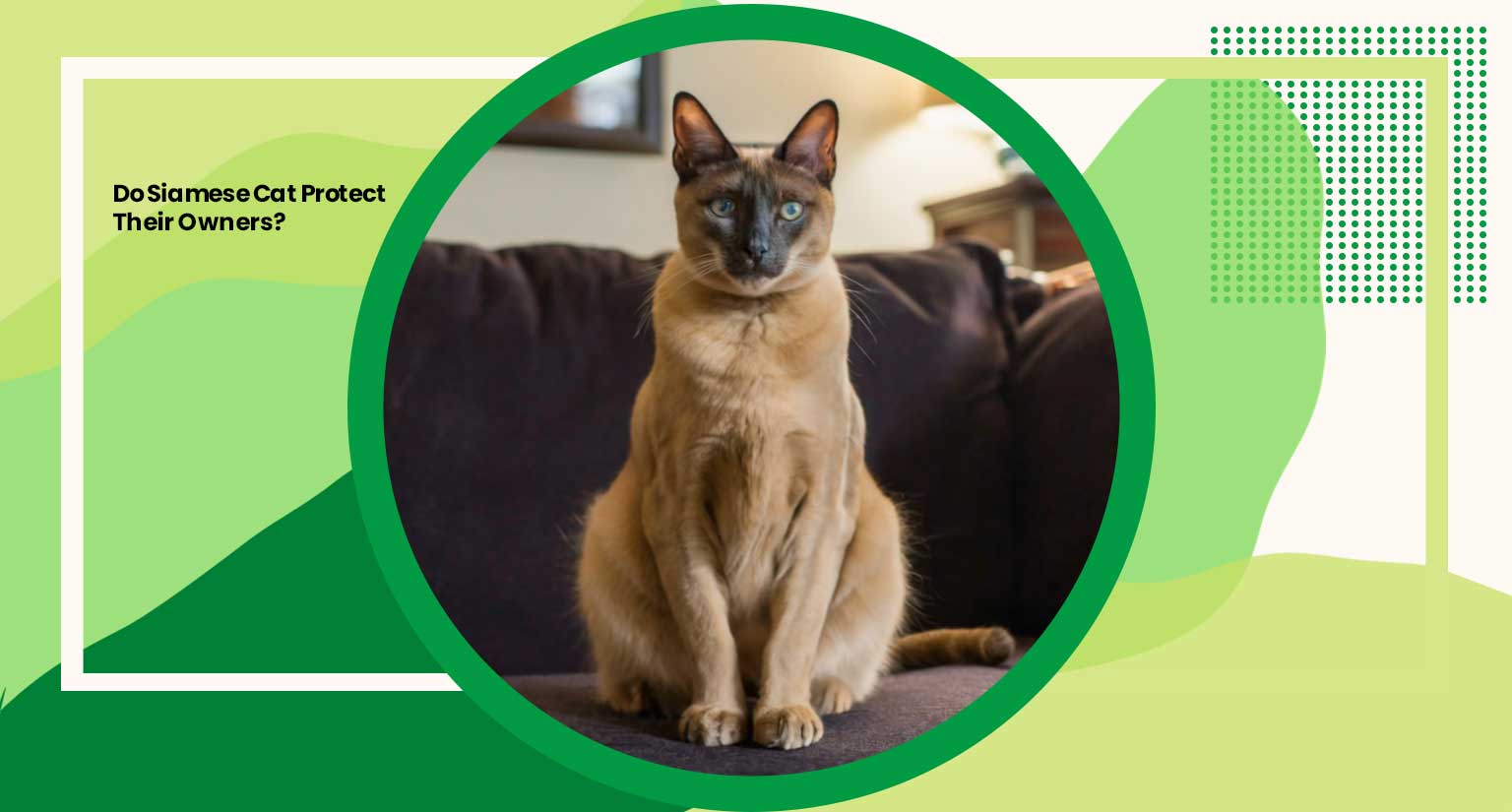 Do Siamese Cat Protect Their Owners?