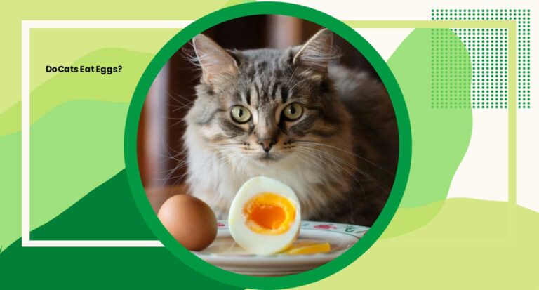 Do Cats Eat Eggs? 5 Intriguing Insights Into Feline Dietary Habits