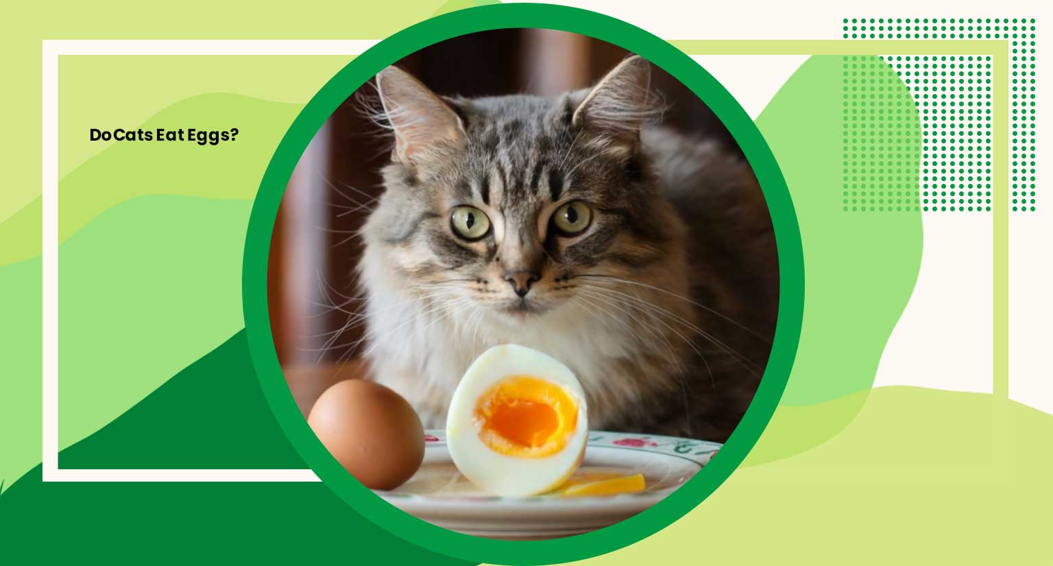 Do Cats Eat Eggs?