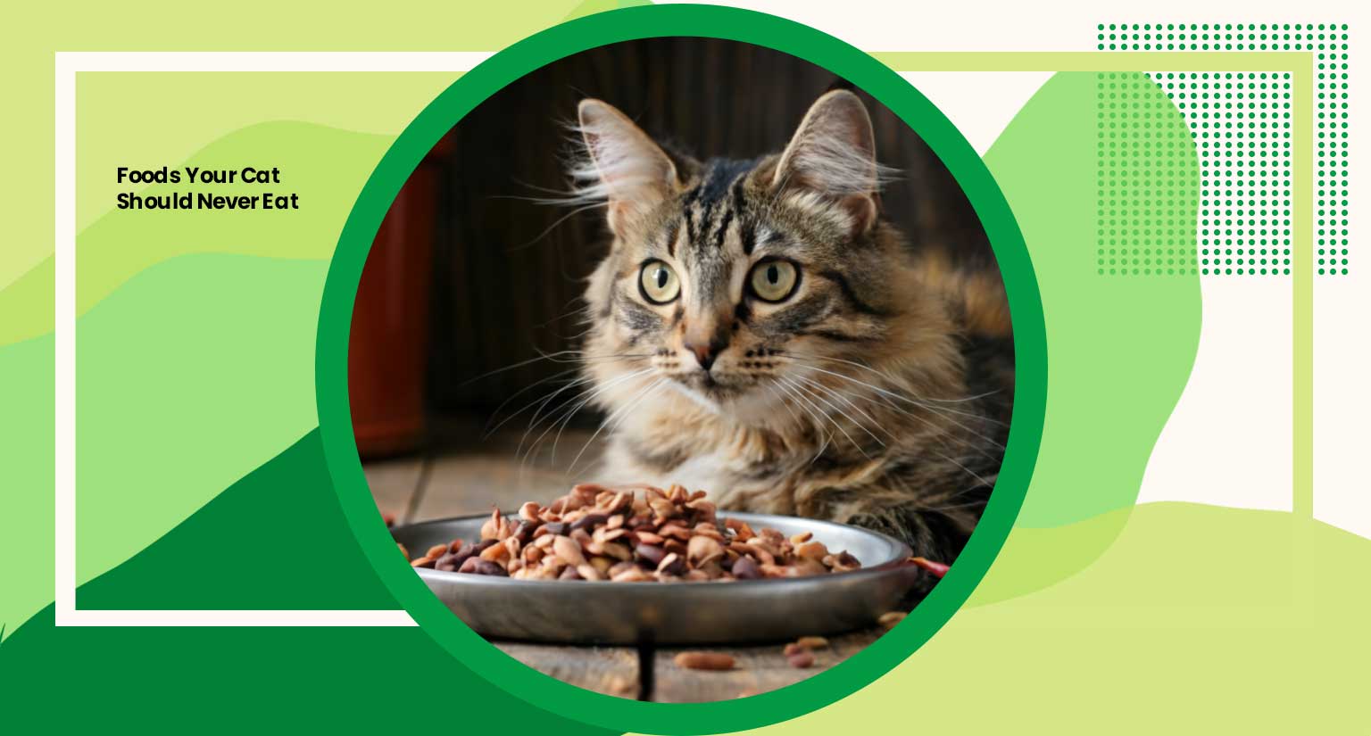 Foods Your Cat Should Never Eat: 7 Ways to Keep Your Feline Safe