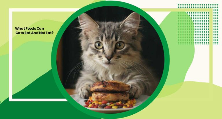 What Foods Can Cats Eat And Not Eat? A Comprehensive Guide 2024