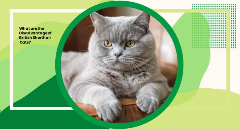 What are the Disadvantage of British Shorthair Cats? 5 Critical Drawbacks Unveiled