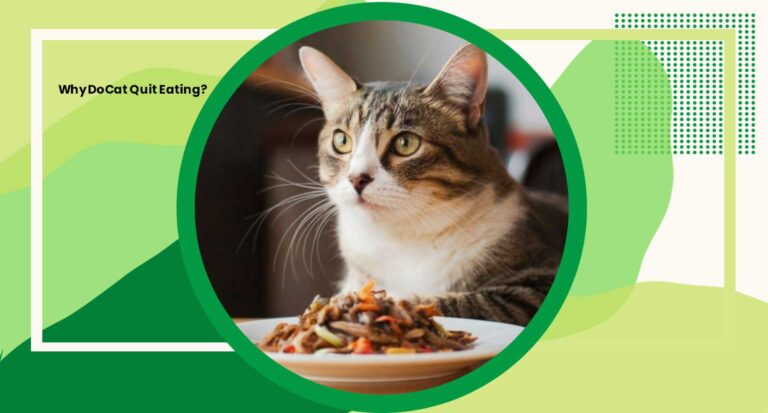 Why Do Cat Quit Eating? 7 Common Reasons and Expert Solutions