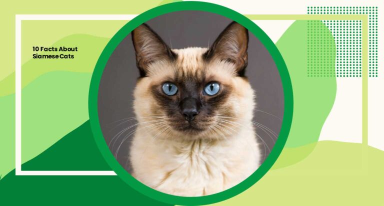 10 Facts About Siamese Cats: Delving into Their Intriguing History