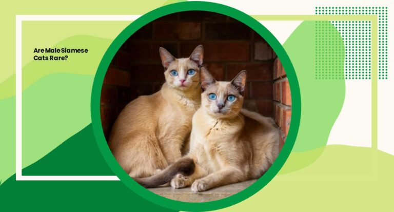 Are Male Siamese Cats Rare? Unraveling the Mystery Behind Siamese Cat Rarity 2024
