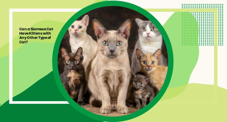 Can a Siamese Cat Have Kittens with Any Other Type of Cat? Unraveling the Mystery 2024