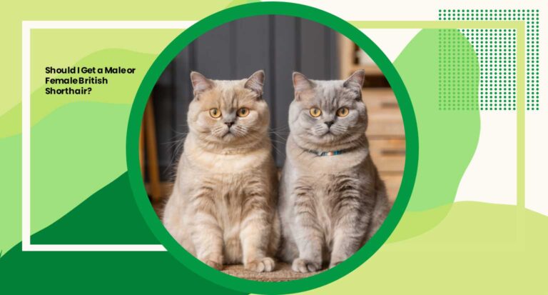 Should I Get a Male or Female British Shorthair? 10 Pros and Cons