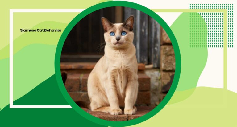 Siamese Cat Behavior: 7 Fascinating Traits Every Owner Should Know