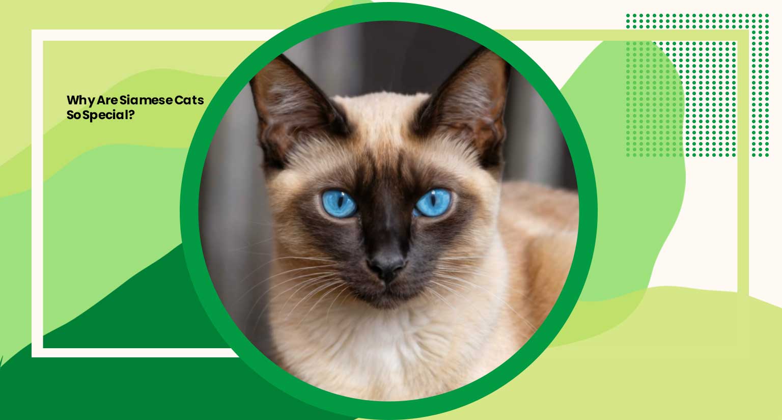 Why Are Siamese Cats So Special?